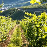Traductrice spécialisée dans le vin vignes